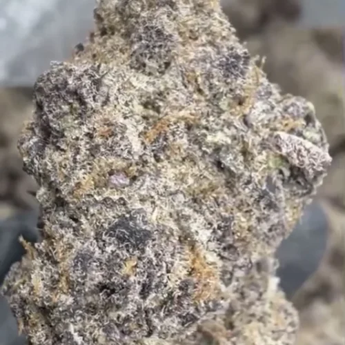 SPRBOOF BLACK BERRY SUPER BOOF -THCA FLOWER