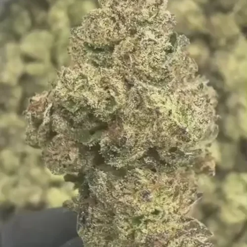 d82c1cb8b00d44f58ae22cf168834584.thumbnail.0000000000 GRAPE GAS THCA FLOWER