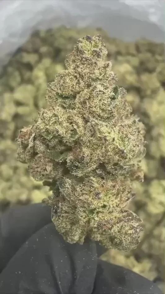 GRAPE GAS THCA FLOWER