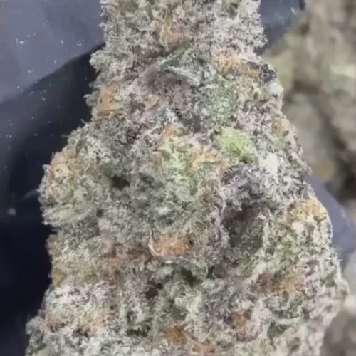 f7b0c2454c7e4fada0acc23e5c3ead83.thumbnail.0000000000 WHITE CHOCOLATE CHIP THCA FLOWER